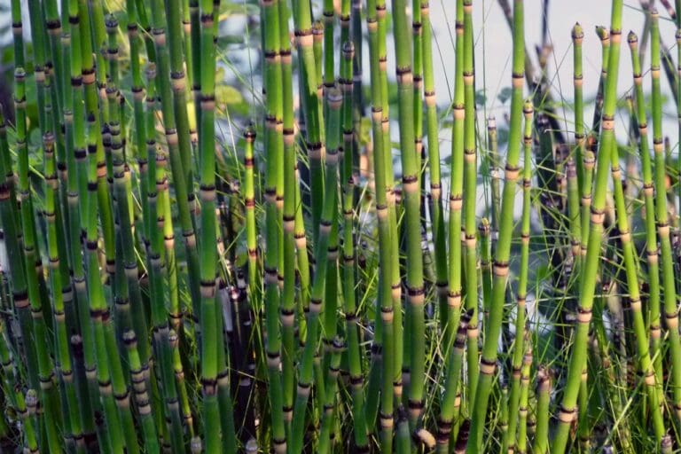 Horsetail 2