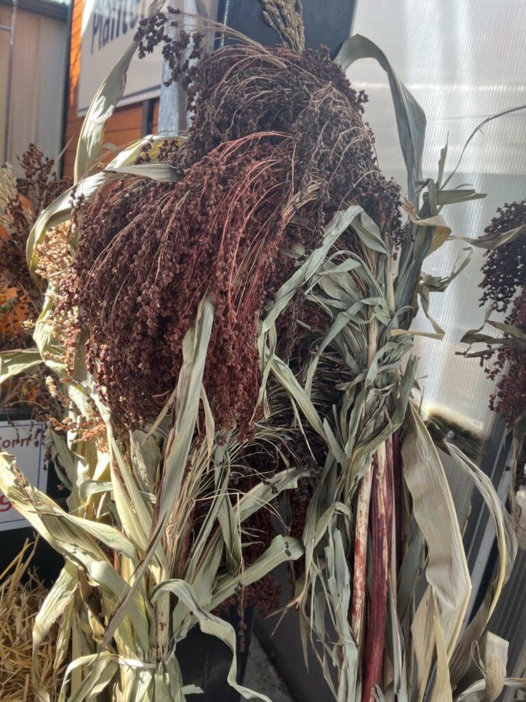 Millet Bunch