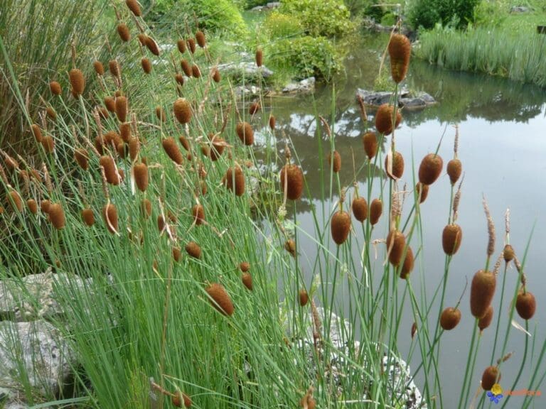 Minature Cattail Bulrush 1