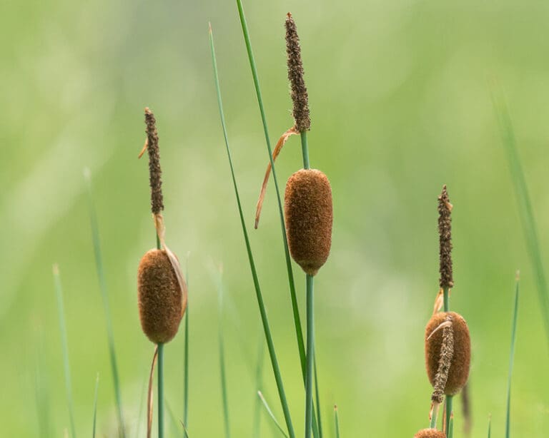 Minature Cattail Bulrush 3