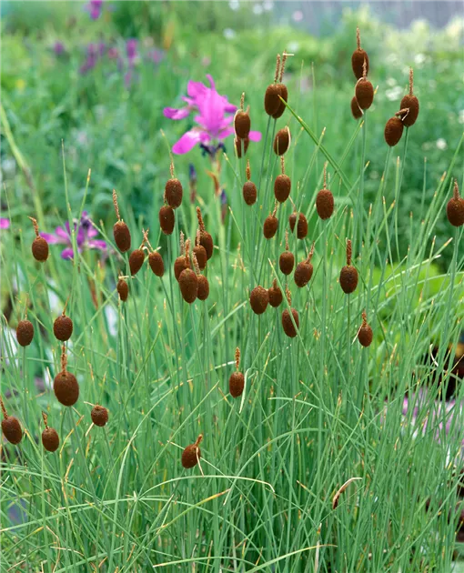 Minature Cattail Bulrush