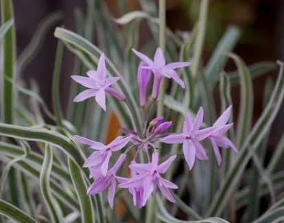 Variegated Society Garlic 1