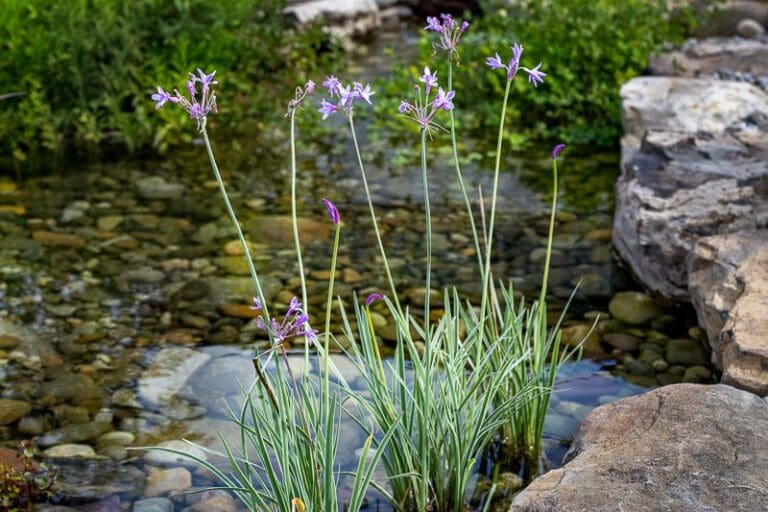 Variegated Society Garlic