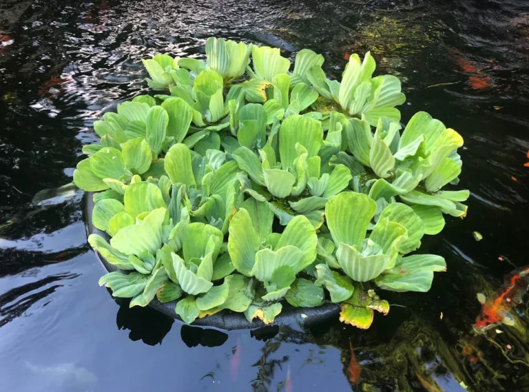 Water Lettuce 2