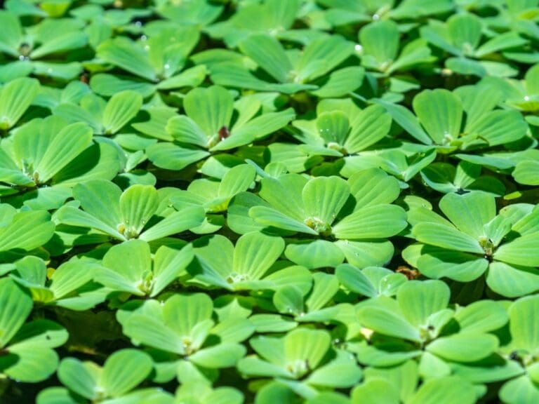 Water Lettuce 3