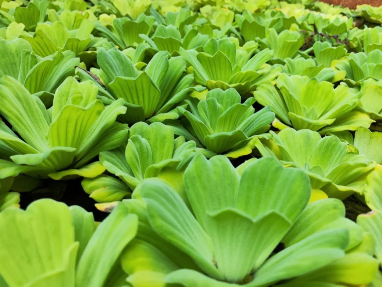 Water Lettuce