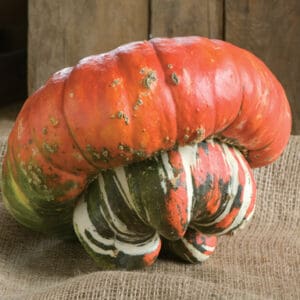 Turks Turban Pumpkin