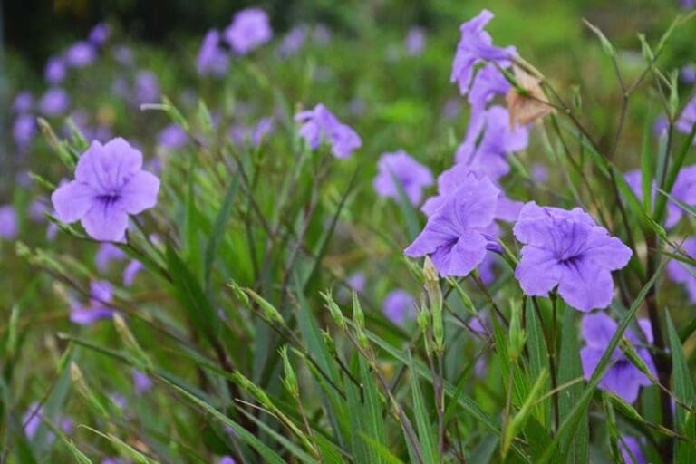 Blue Bells