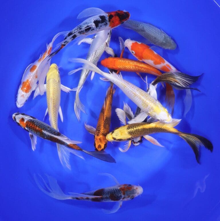 Butterfly Koi