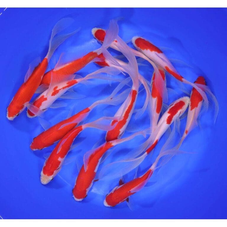 Comet Goldfish