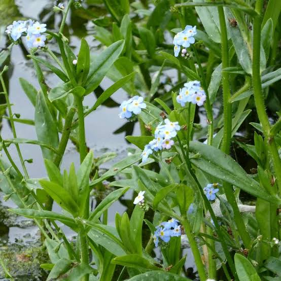 Forget-me-not 1