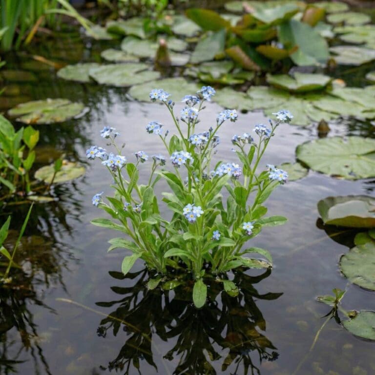 Forget-me-not 2