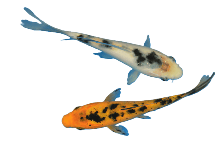 Koi Fish