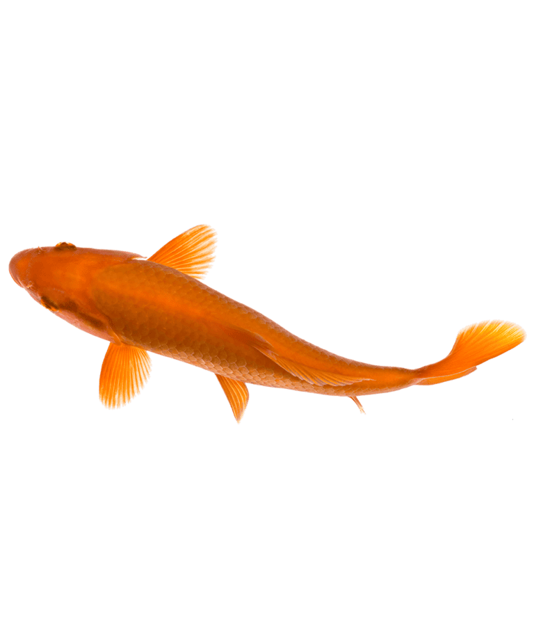 Koi Fish 1