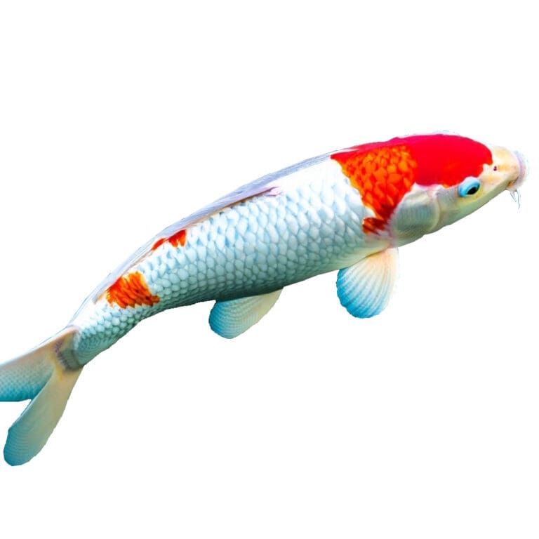 Koi Fish