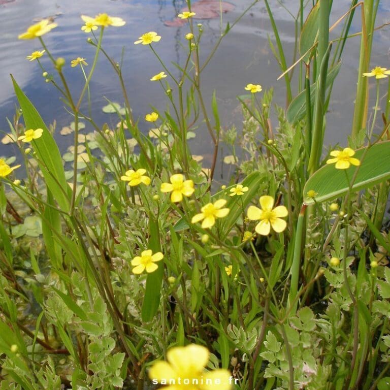 Miniature Spearwort 1