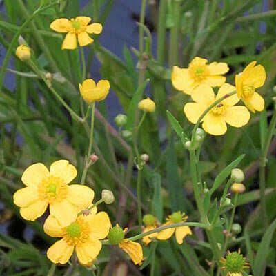 Miniature Spearwort 2