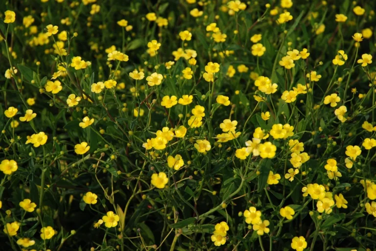 Miniature Spearwort