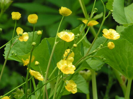 Miniature Spearwort 3