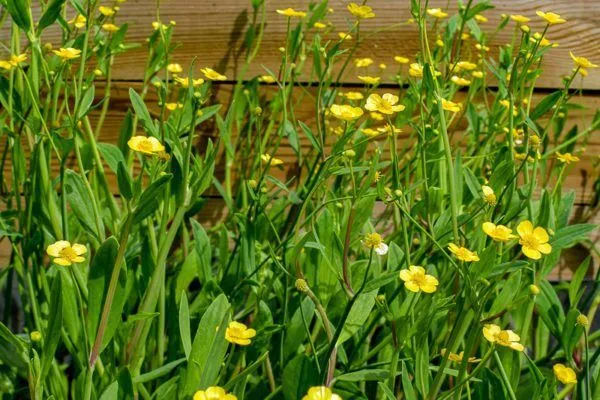 Miniature Spearwort 4