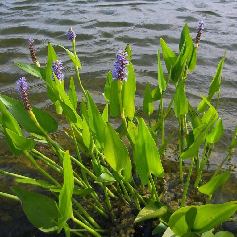 Purple Pickerel 1
