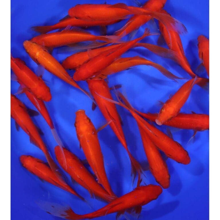 Red Comet Goldfish