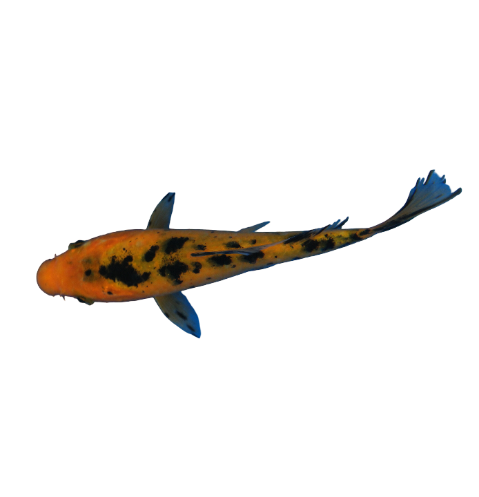 Koi Fish