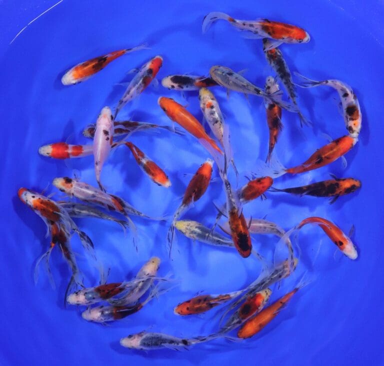 Shubunkin Goldfish