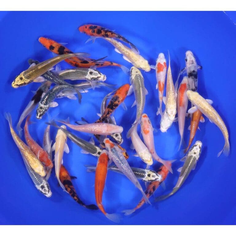 Standard Koi 4-5