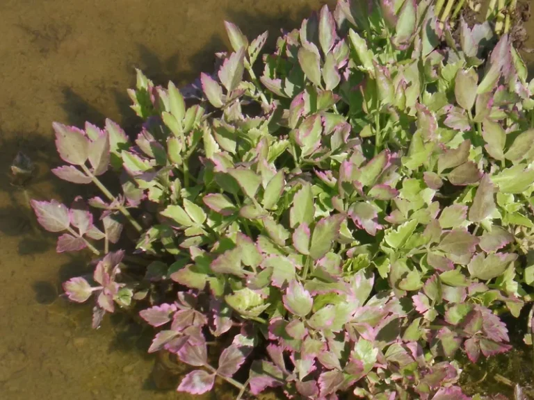 Water Celery 2