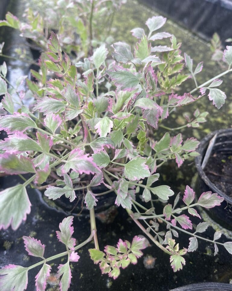 Water Celery 1