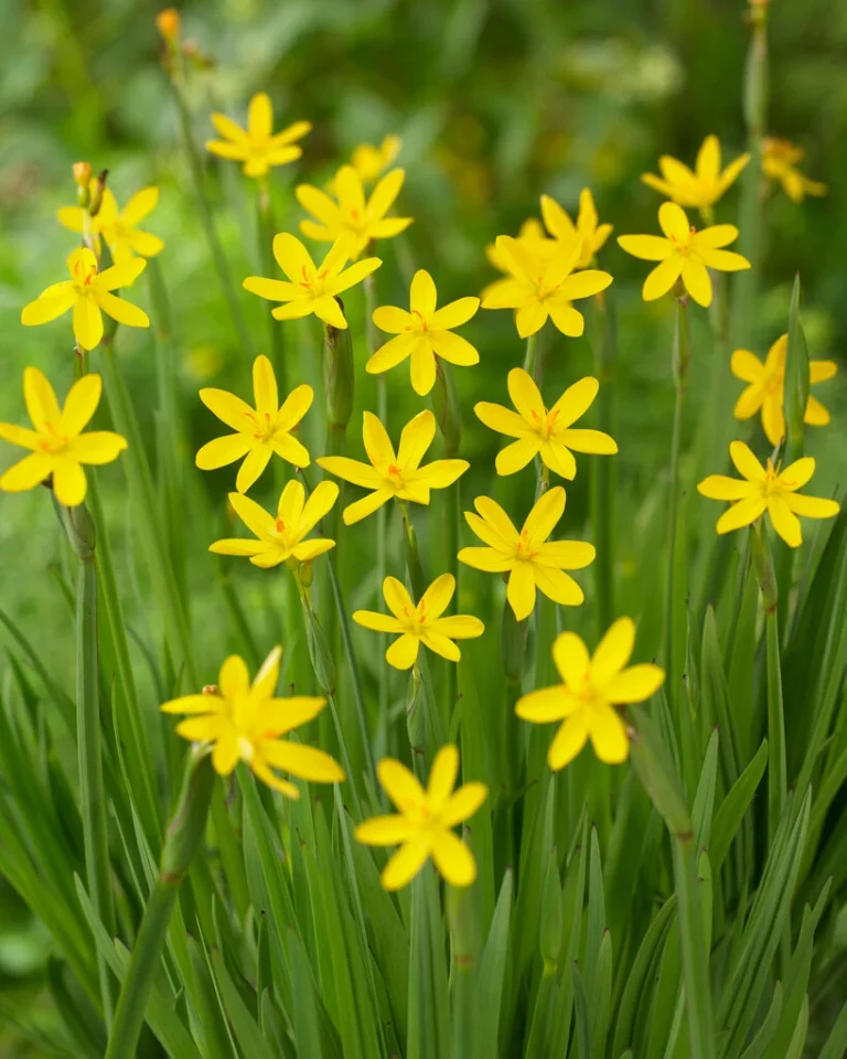 Yellow Eyed Grass 1