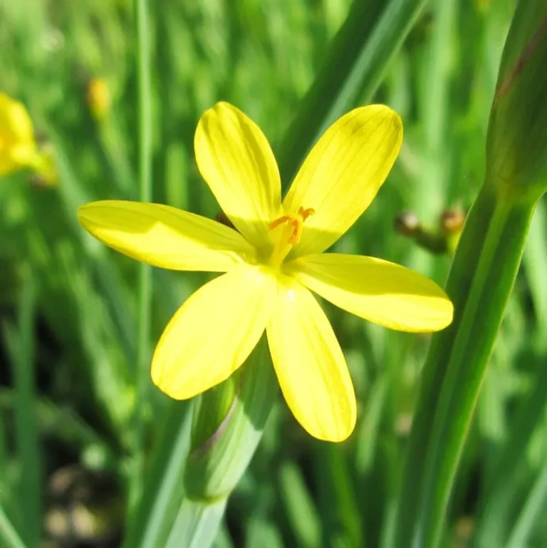 Yellow Eyed Grass 2